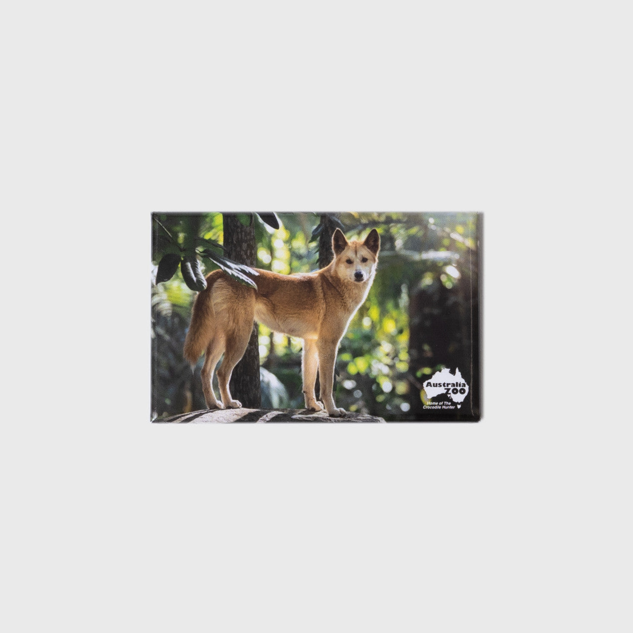 Dingo Small Landscape Magnet