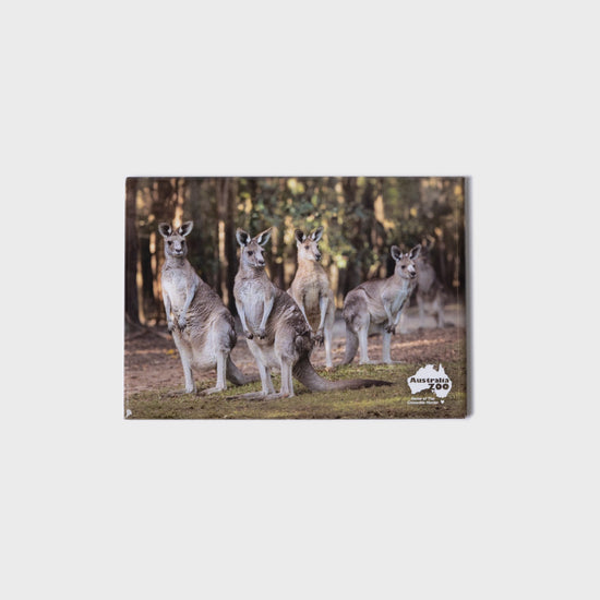 Kangaroo Mob Large Landscape Magnet