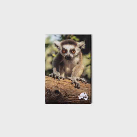 Ring-tailed Lemur Small Portrait Magnet
