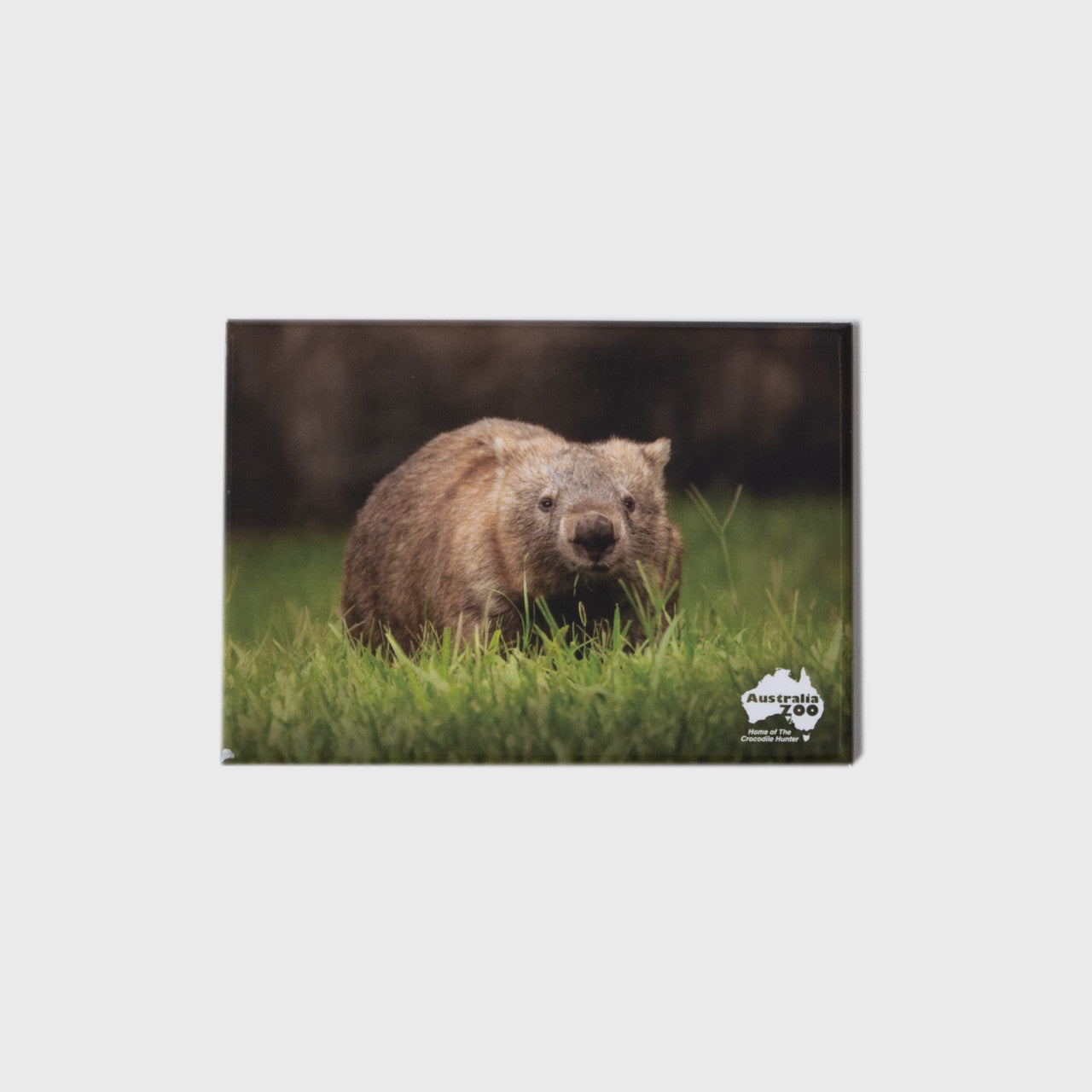 Wombat Large Landscape Magnet