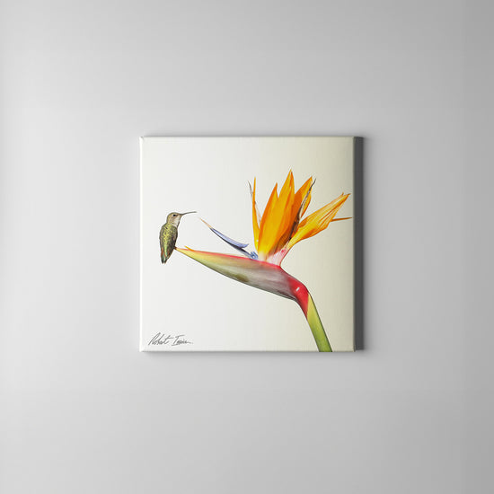 Robert Irwin Small Canvas - Anna's Hummingbird
