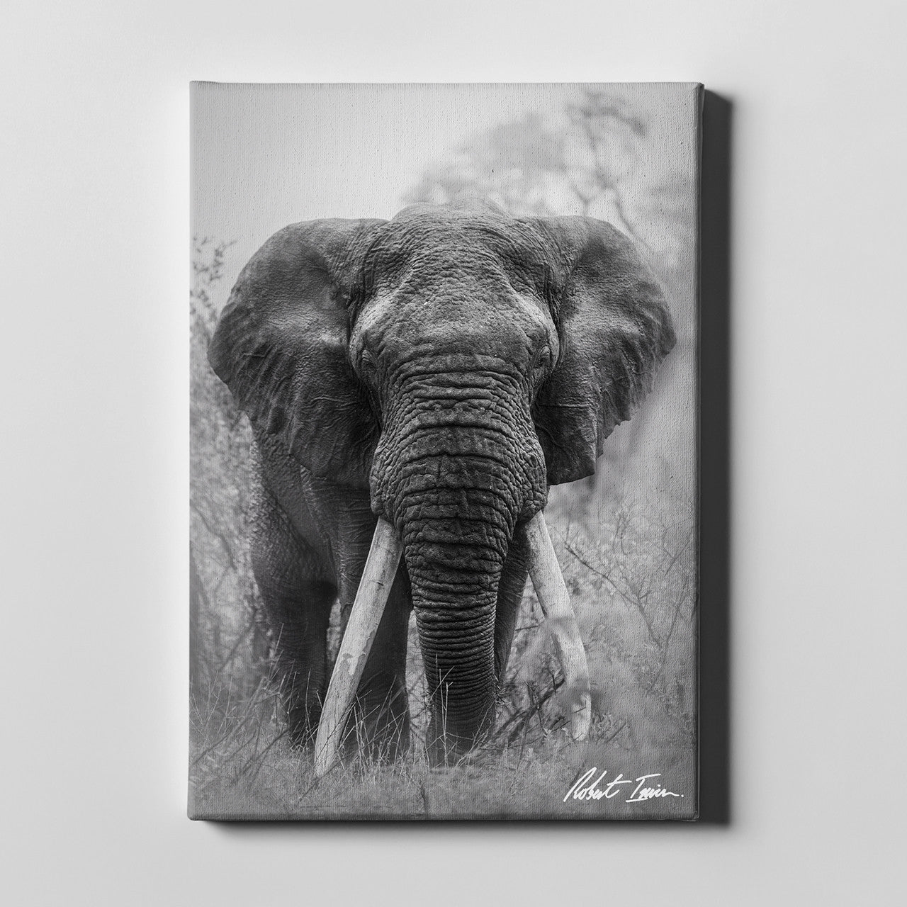 Robert Irwin Large Canvas - Big Tusker Elephant
