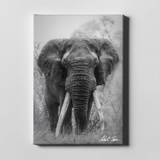 Robert Irwin Large Canvas - Big Tusker Elephant
