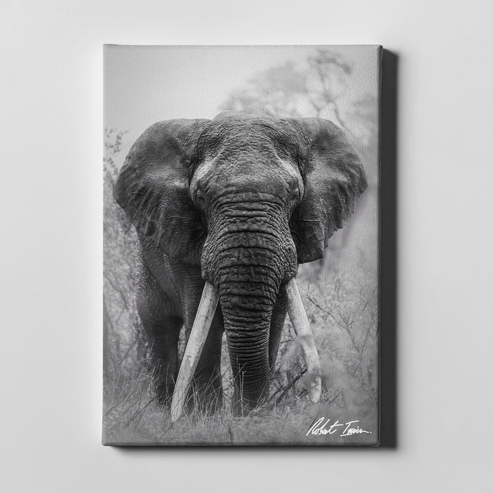 Robert Irwin Large Canvas - Big Tusker Elephant