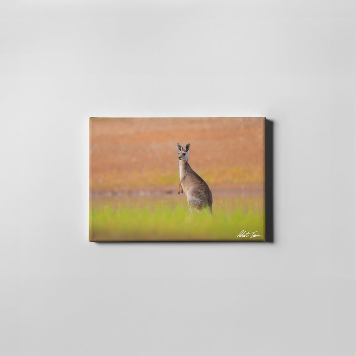 Robert Irwin Small Canvas Eastern Grey Kangaroo