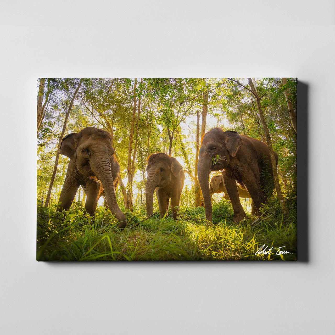 Robert Irwin Large Canvas - Elephant Paradise