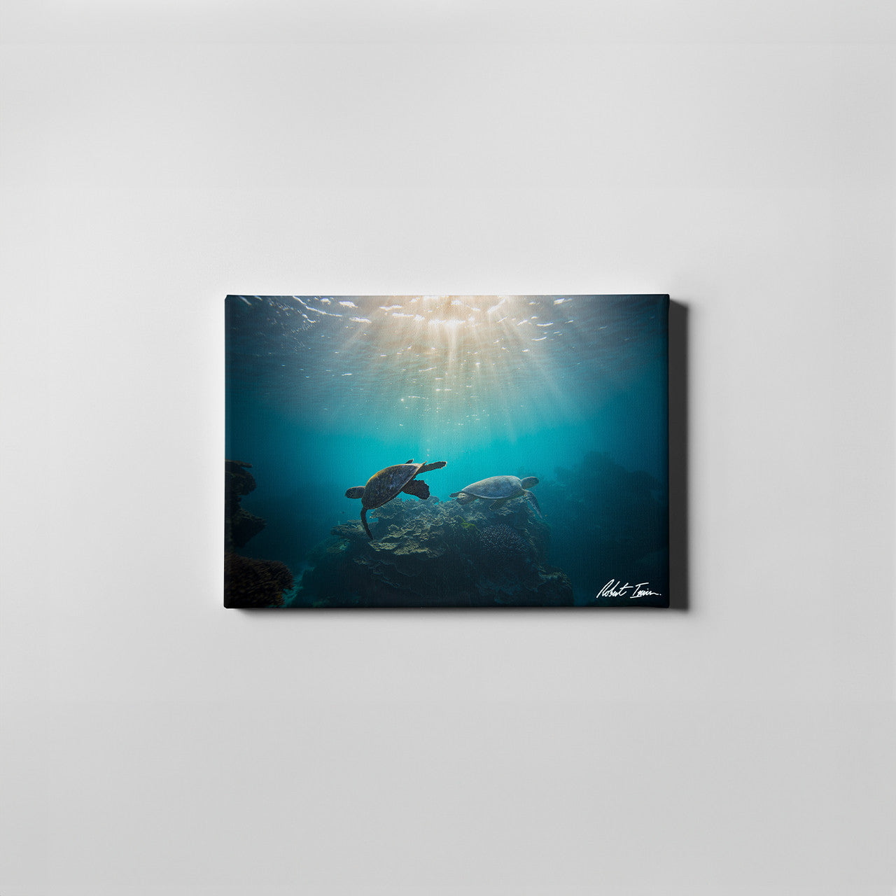 Robert Irwin Small Canvas - Endang Turtle