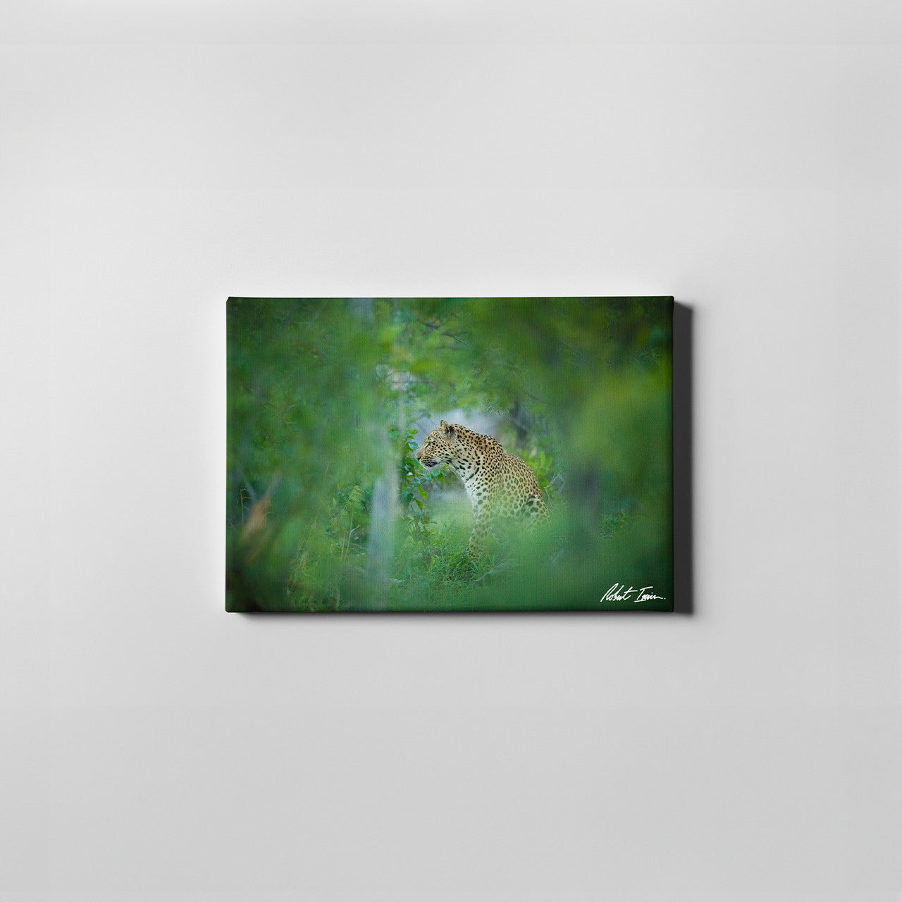 Robert Irwin Small Canvas - Hidden Leopard