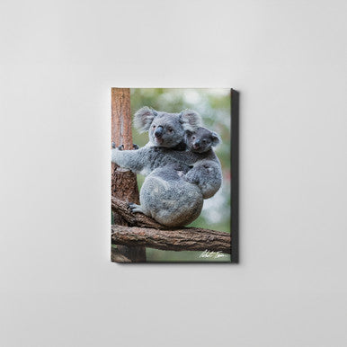 Koala & Joey Sitting 21GP Small Canvas