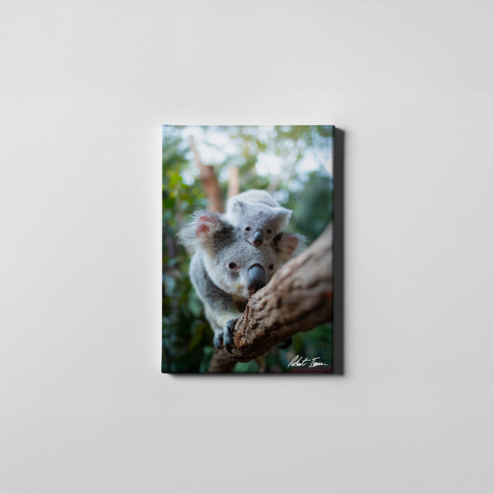 Robert Irwin Small Canvas - Koala Walking