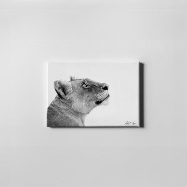 Robert Irwin Small Canvas Lioness 30x45cm