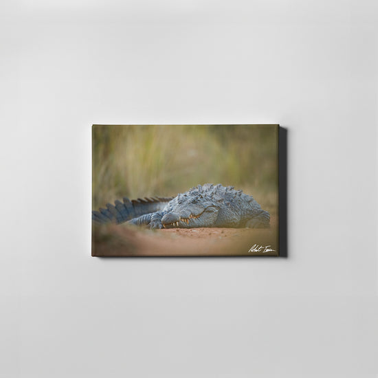 Robert Irwin Small Canvas Nile Crocodile 30x45cm