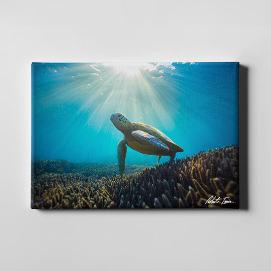 Robert Irwin Large Canvas - Sea Turtle