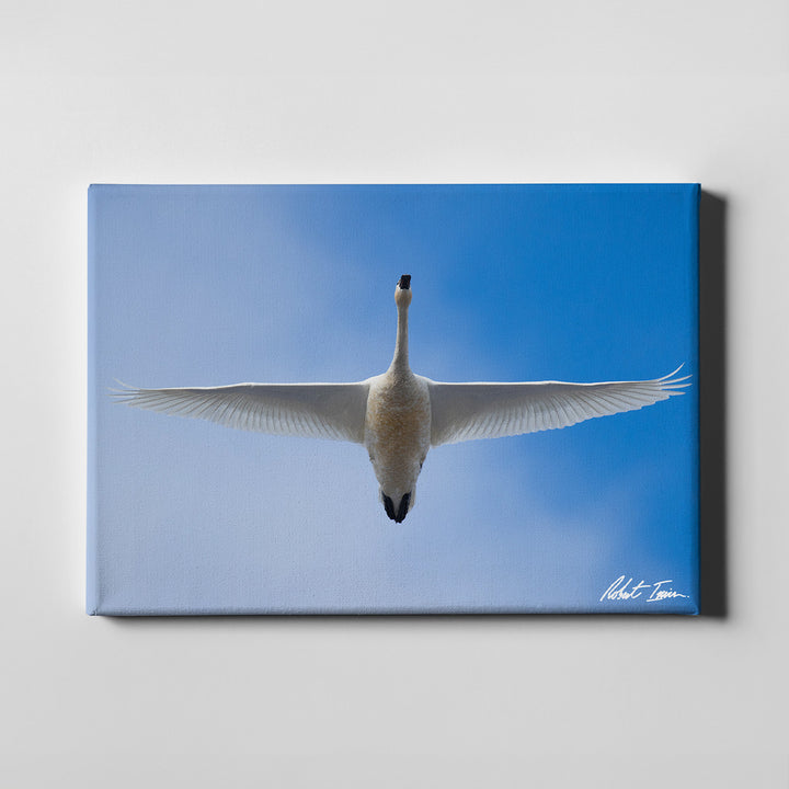 Robert Irwin Large Canvas - Tundra Swan