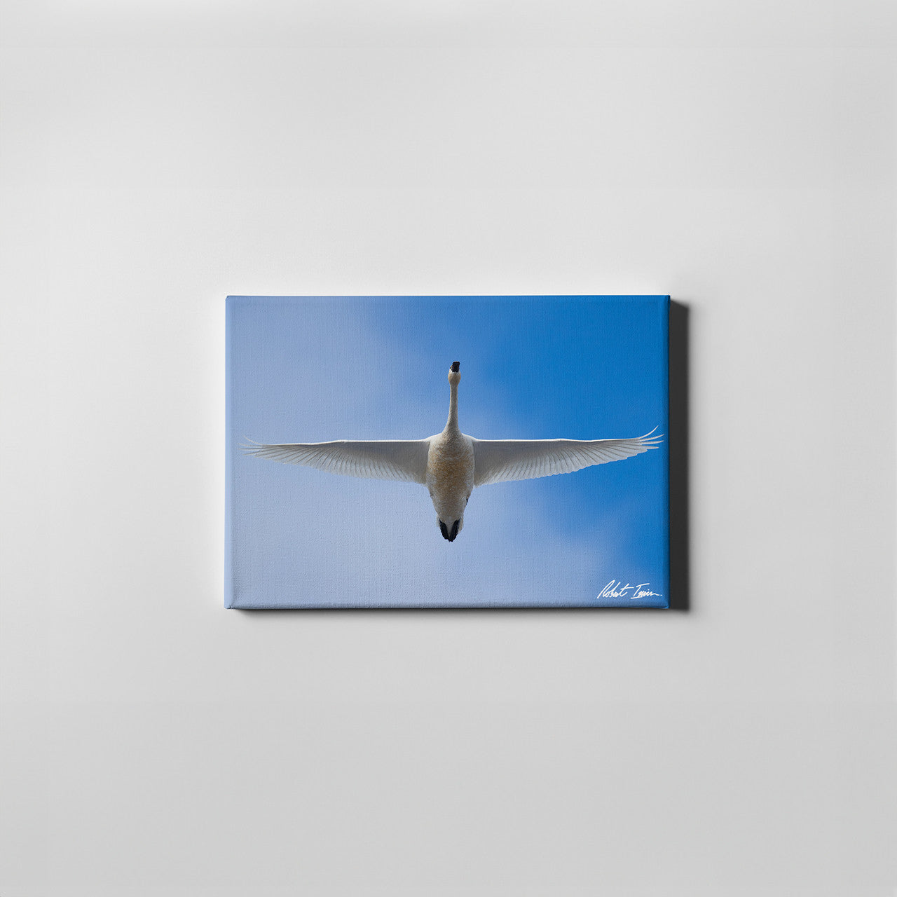 Robert Irwin Small Canvas - Tundra Swan
