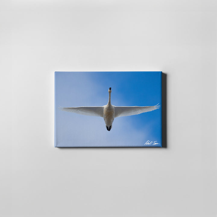 Robert Irwin Small Canvas - Tundra Swan