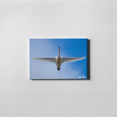 Robert Irwin Small Canvas - Tundra Swan