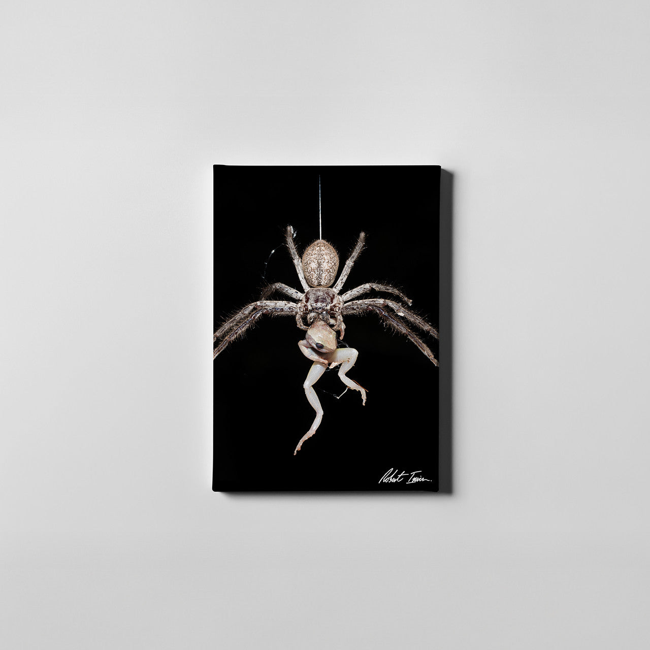 Huntsman - The Catch 15GP Small Canvas
