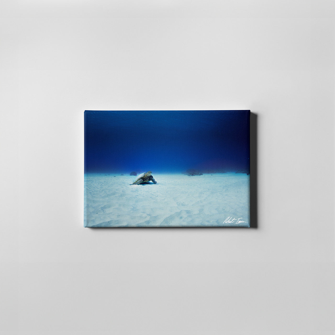 Robert Irwin Small Canvas - Sea Turtle