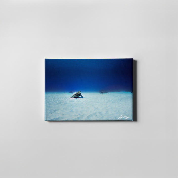 Robert Irwin Small Canvas - Sea Turtle