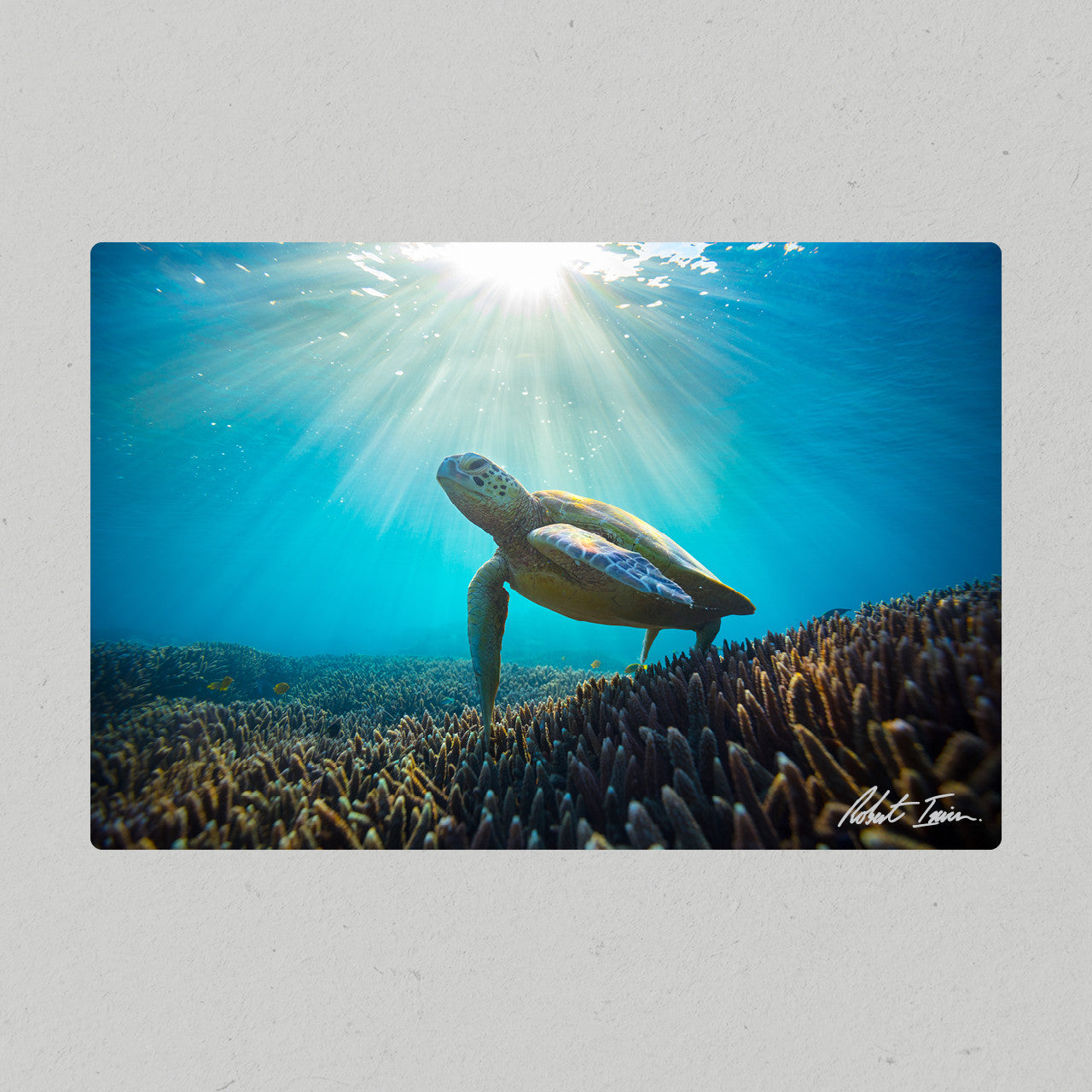 Robert Irwin Metal Print - Sea Turtle