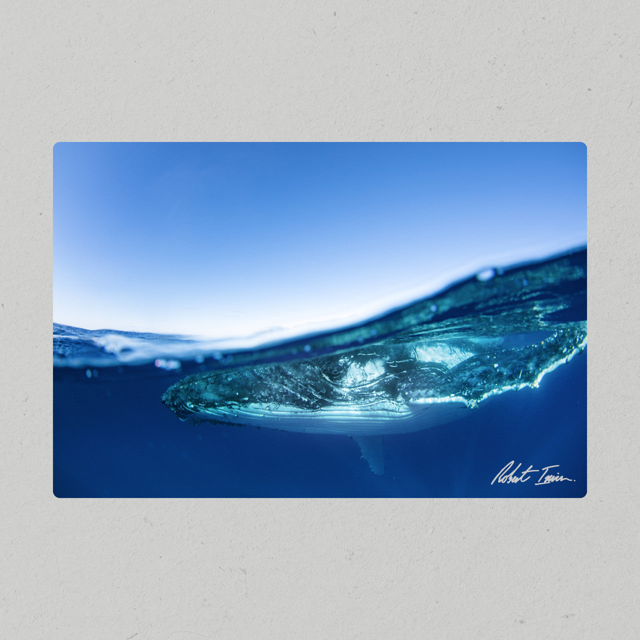 Robert Irwin Metal Print - Humpback Whale