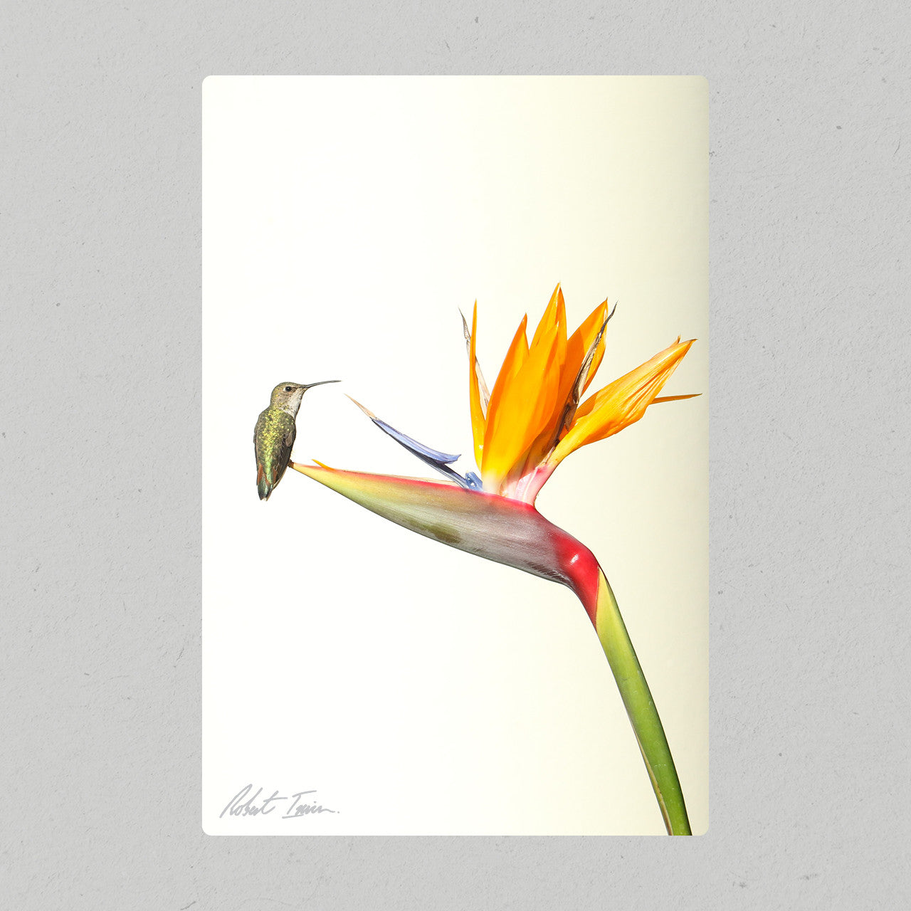 Robert Irwin Metal Print - Hummingbird