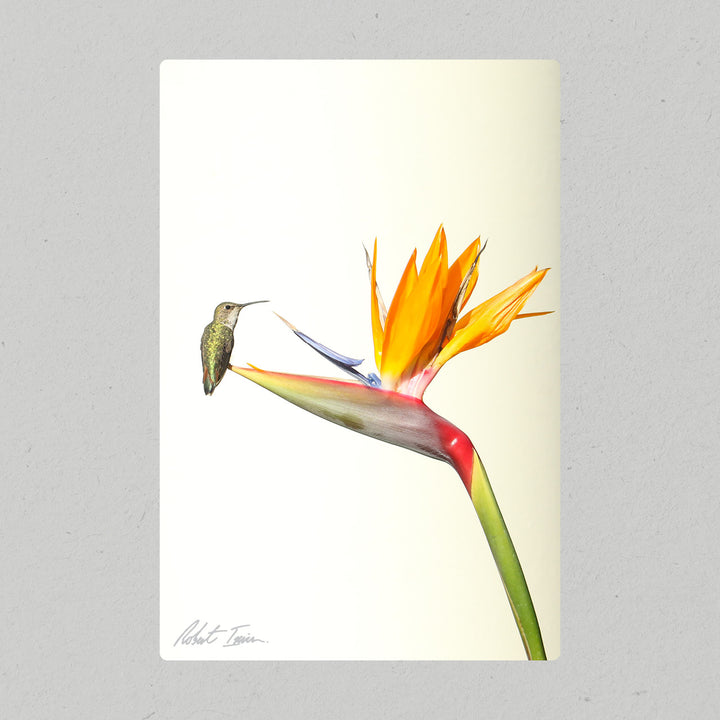 Robert Irwin Metal Print - Hummingbird