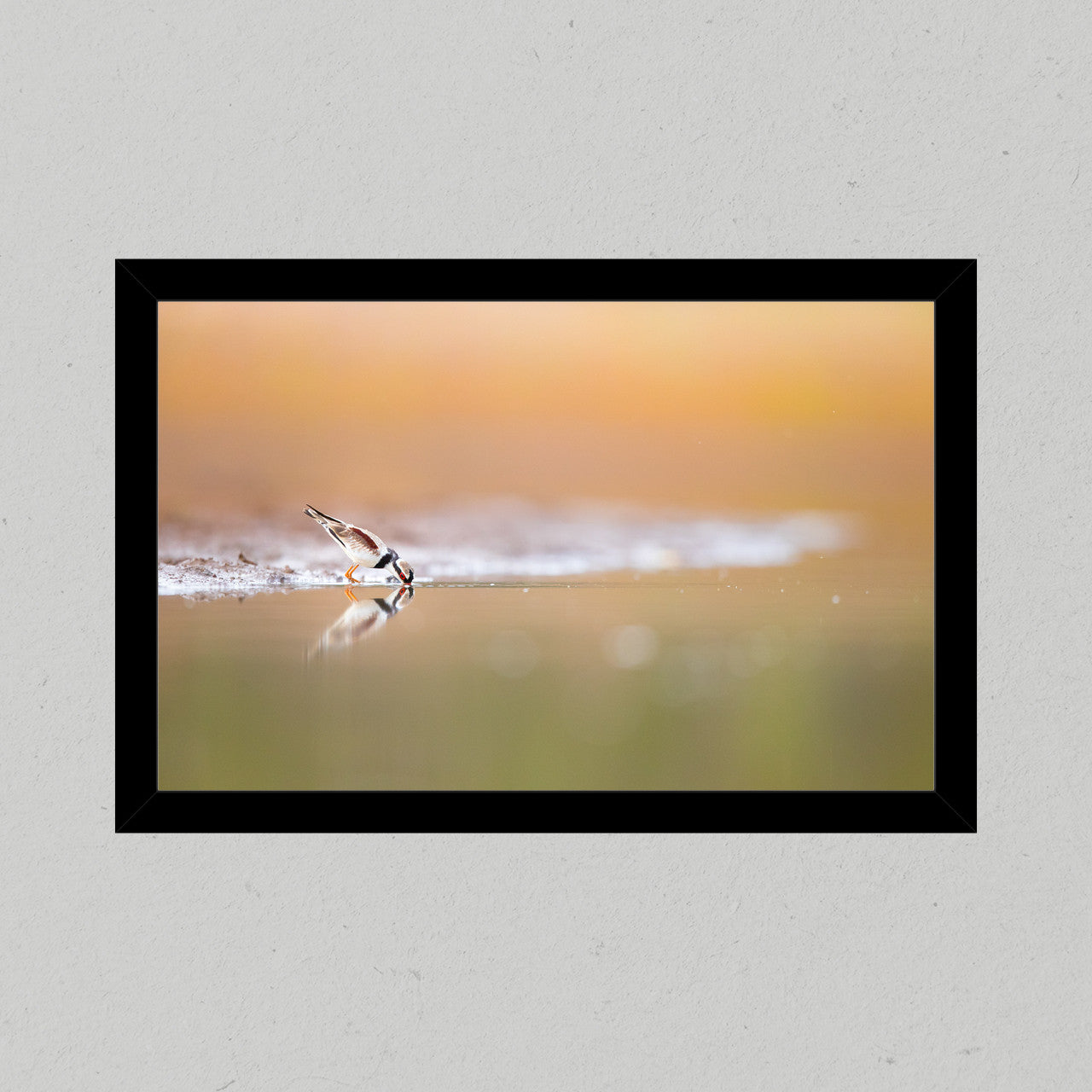 Dotterel Drinking Premium Matte Print