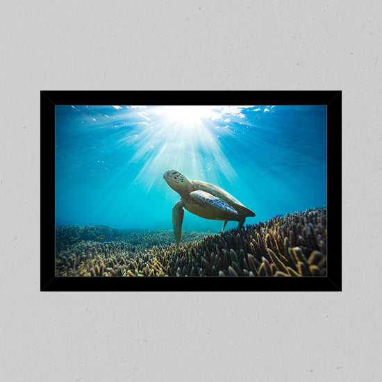 Green Sea Turtle Premium Matte Print