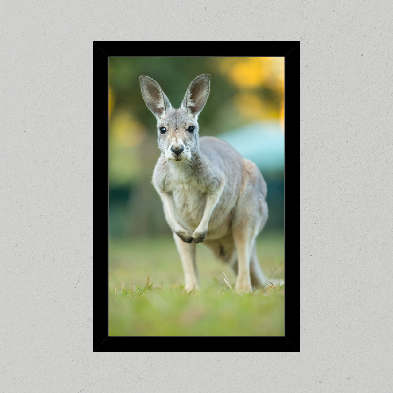 Red Kangaroo Premium Matte Print