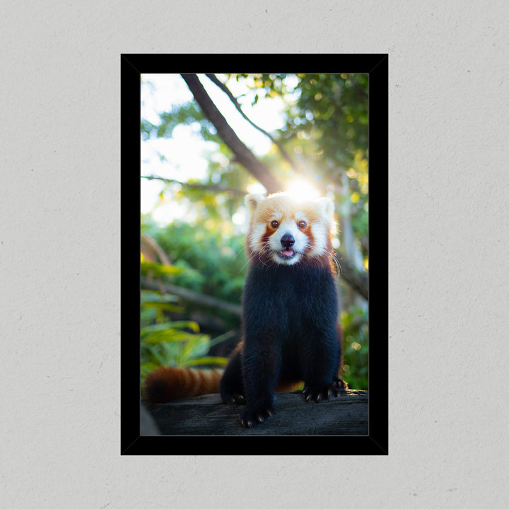 Red Panda Premium Matte Print