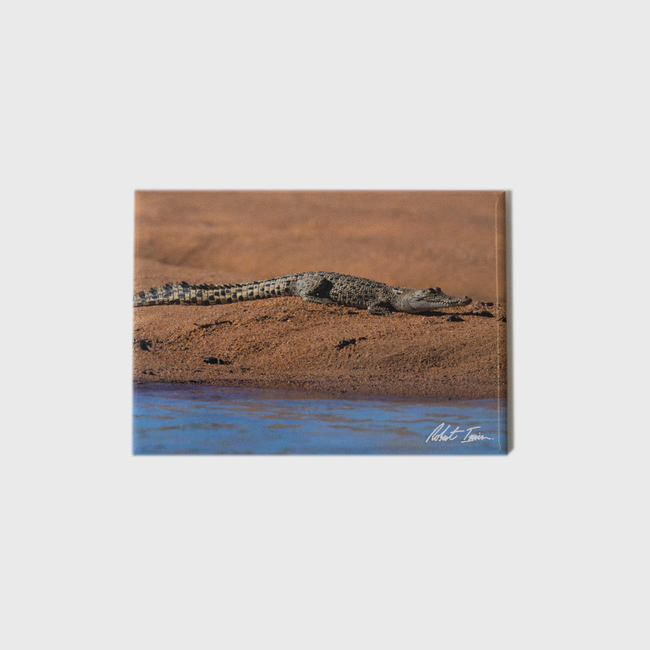 Crocodile On Sandbank Large Landscape Magnet