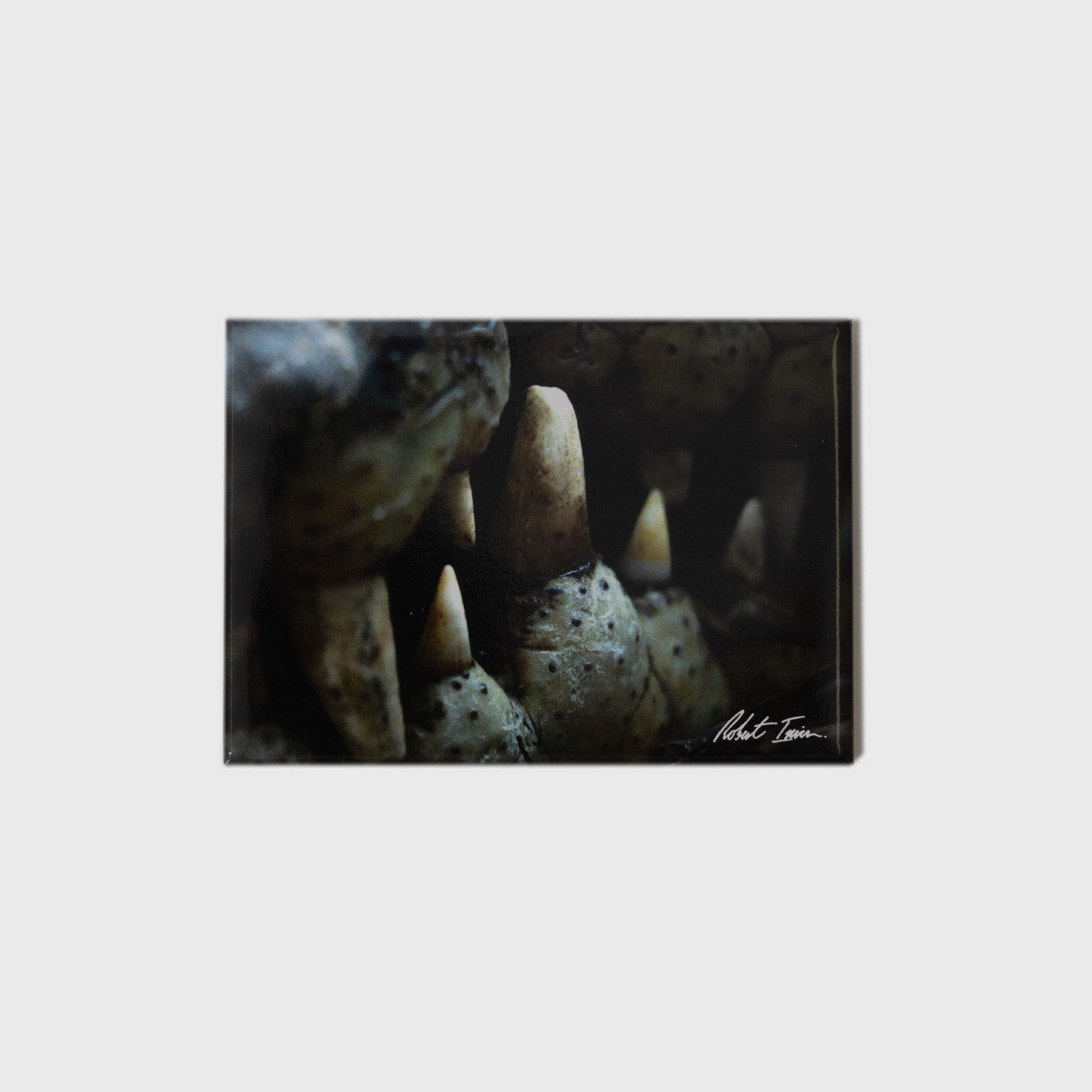 Toothy Grin Large Landscape Magnet
