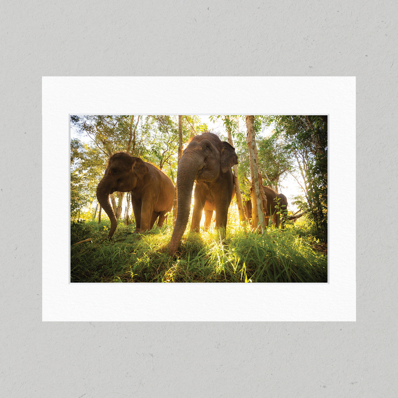 Sumatran Elephants 40GL Matte Print