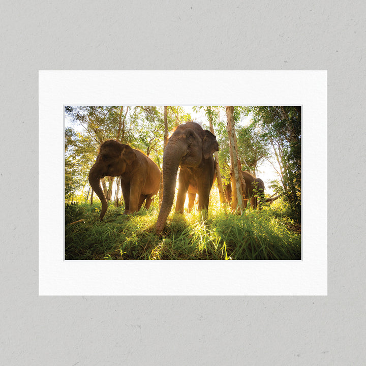 Sumatran Elephants 40GL Matte Print