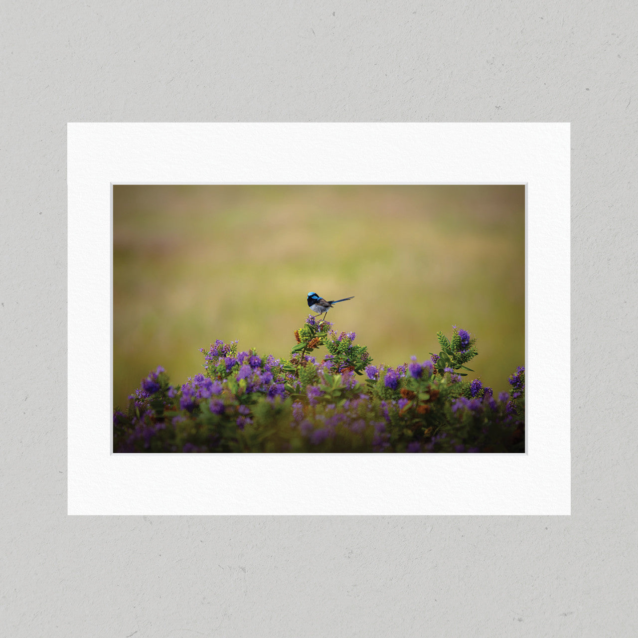 37 Fairywren Matte Print