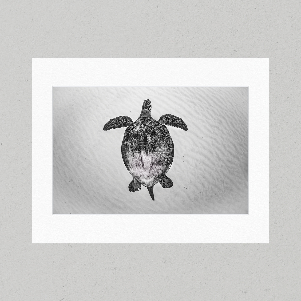 45 Sandy Sea Turtle Matte Print