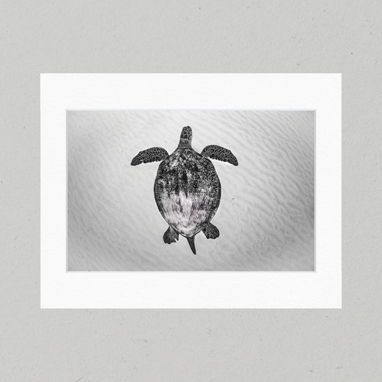 45 Sandy Sea Turtle Matte Print