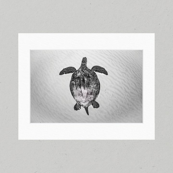 45 Sandy Sea Turtle Matte Print