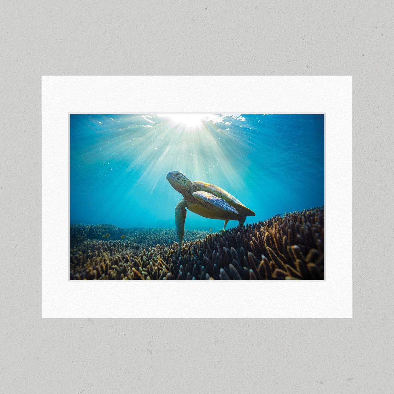 Sunny Sea Turtle 43GL Matte Print