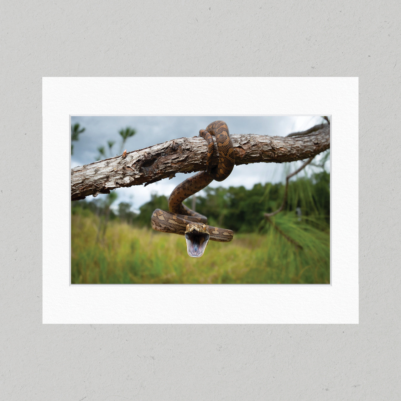 86 Baby Carpet Python Matte Print