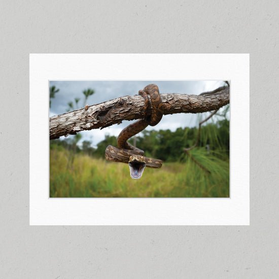 86 Baby Carpet Python Matte Print