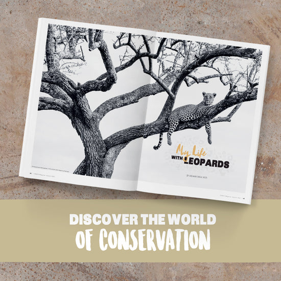 Australia Zoo Booklet with a leopard on a tree branch and text 'My Life with Leopards' on a textured surface.