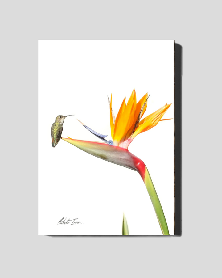 Hummingbird 19GP Small Canvas