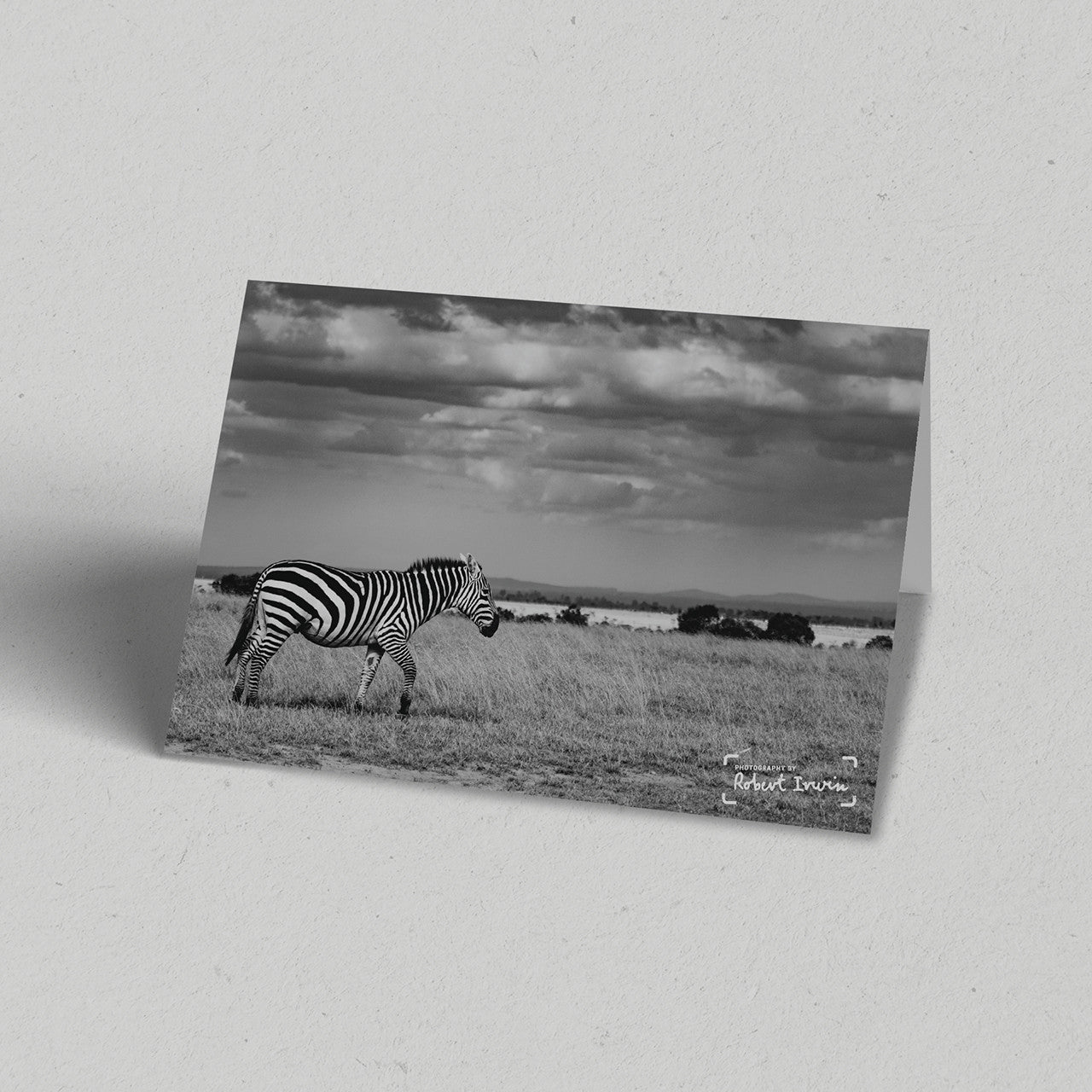 Robert Irwin Greeting Card Plains Zebra