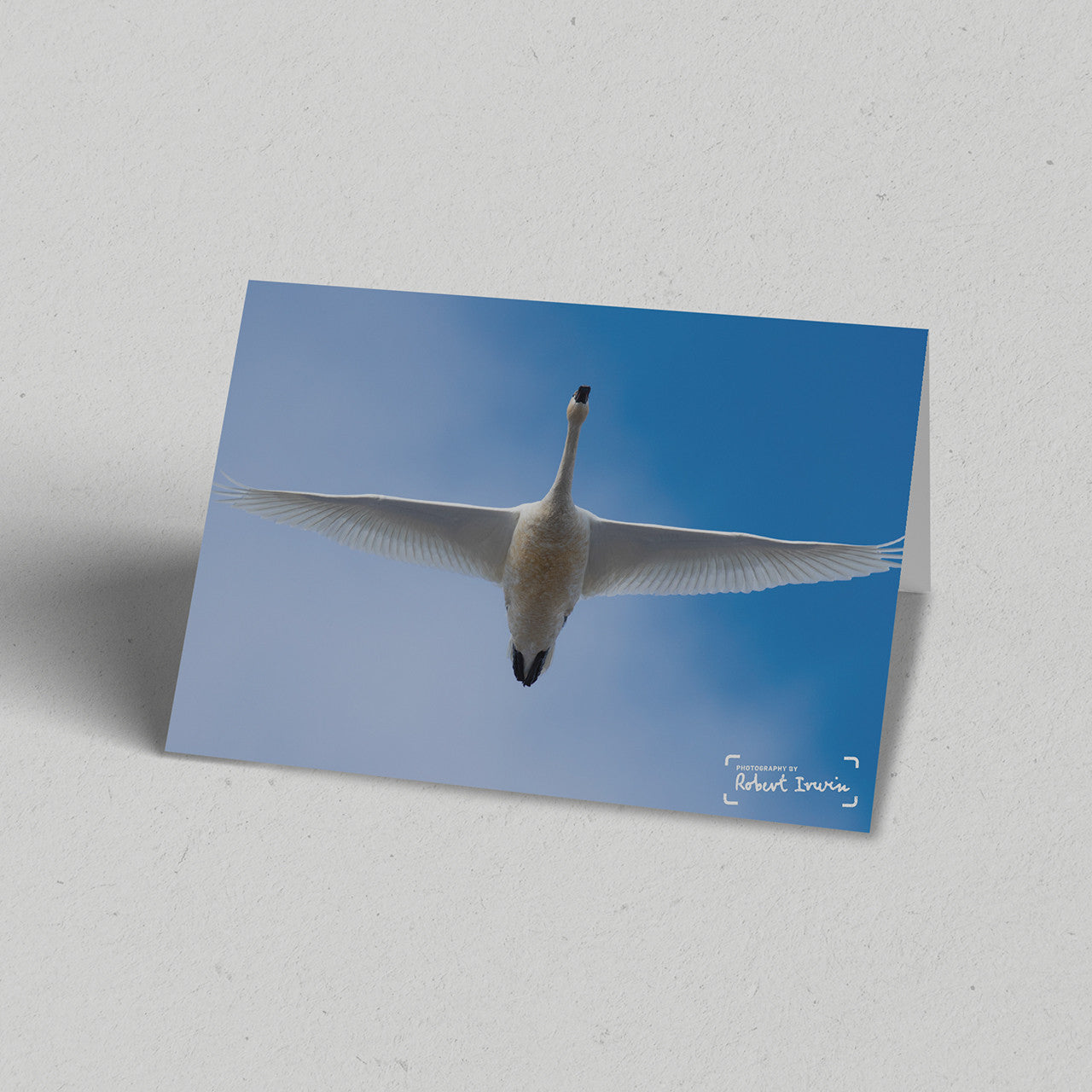 Robert Irwin Greeting Card Tundra Swan