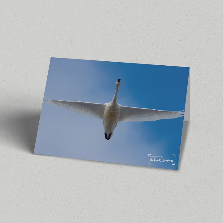 Robert Irwin Greeting Card Tundra Swan