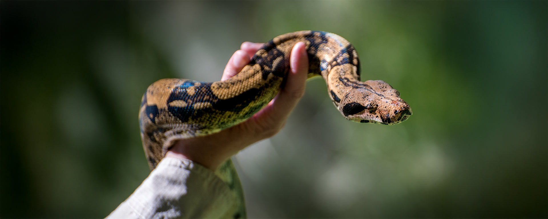 Uk Python Snake Python / Snake – Australia Zoo Operations Pty Ltd