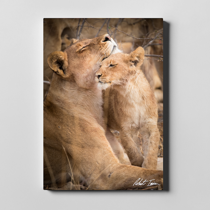 Lion Love 01GP Large Canvas